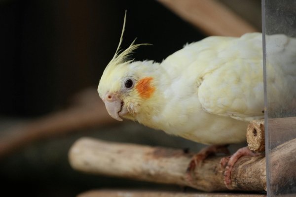 Piccole Meraviglie a Quattro Zampe nel Nostro Mondo