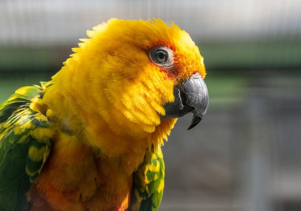 I Segreti del Mondo Canino